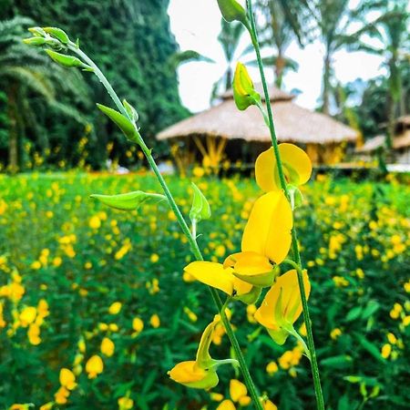 Khaosok Boutique Hideaway Hotel Phanom Buitenkant foto